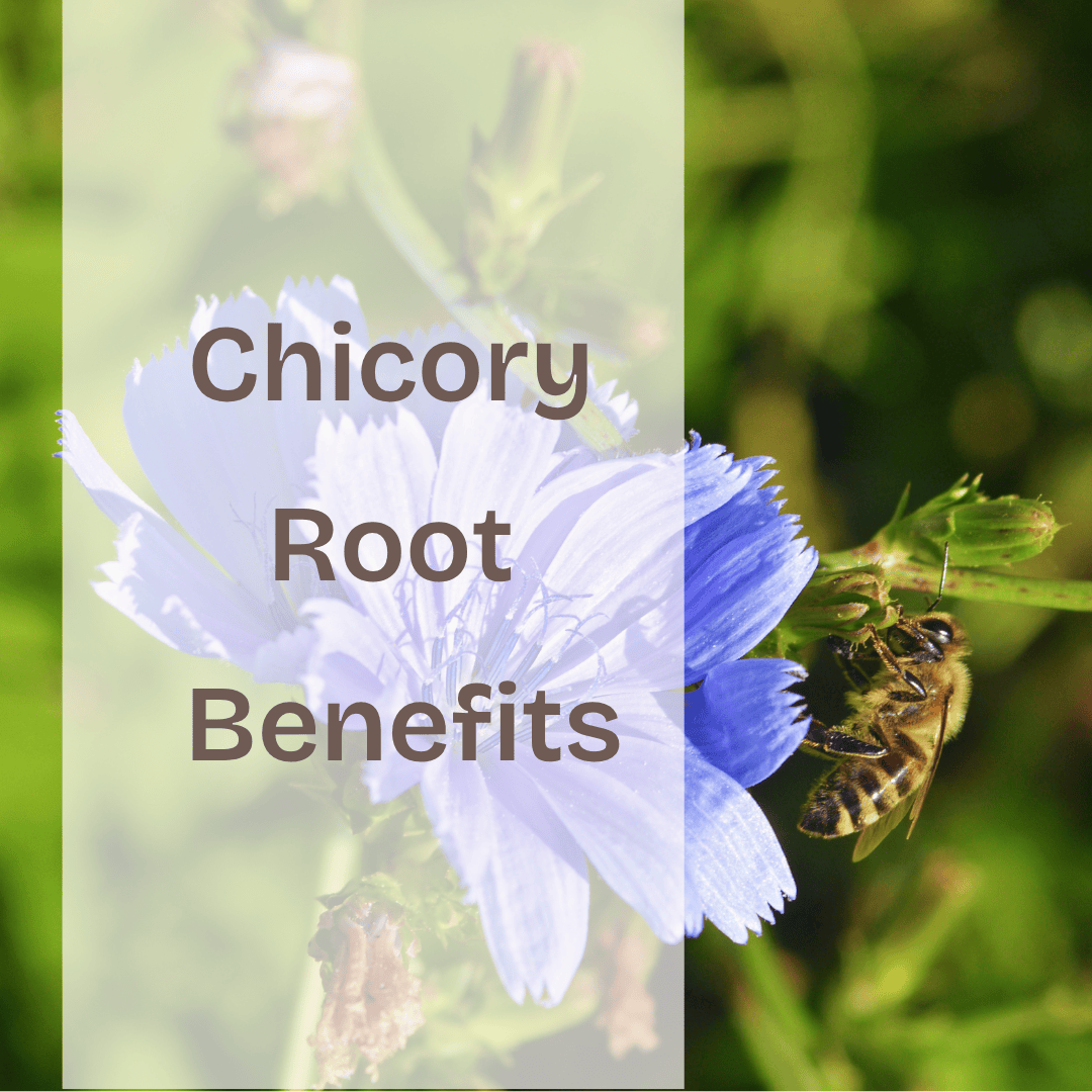 Chicory Root Benefits