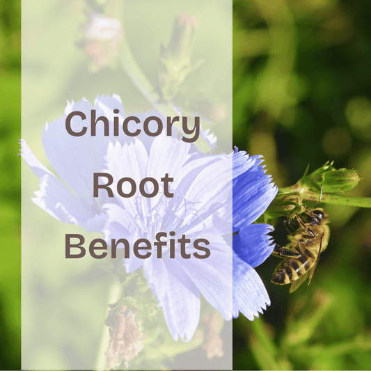 Chicory Root Benefits: 7 Science-Backed Reasons to Add It to Your Diet